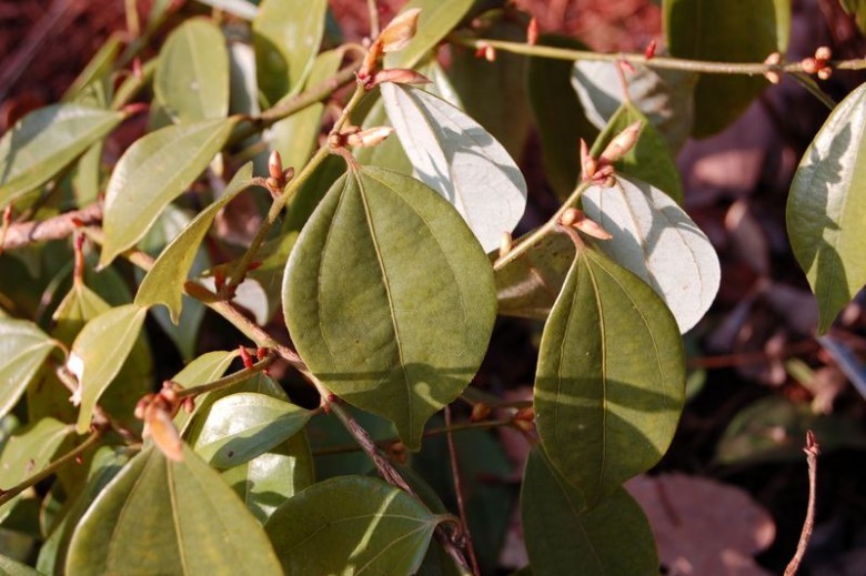 Cây Ô dược. Lindera strychnifolia - Cây Thuốc Nam Quanh Ta